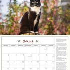 Mai-Kalenderblatt mit Tagen, Feiertagen und Text "Lebensretter". Oben eine sitzende schwarz-weiße Katze vor blühenden Bäumen.