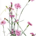 01, Gartennelke (Dianthus caryophyllus), Januar-Kalender, rosa Nelken auf weißem Hintergrund.