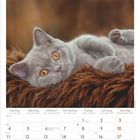 Kalenderseite für Januar 2027, ein graues Kätzchen liegt auf braunem Fell.