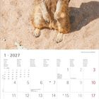 Ein Erdmännchen auf sandigem Boden. Darunter ein Kalender für Januar 2027. Feiertage sind markiert.