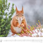 Aufschrift unten: "01 Januar DUMONT". Ein Eichhörnchen steht im Schnee zwischen grünen und rosa Pflanzen.