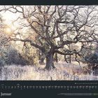 Januar. Ein großer, verzweigter Baum im winterlichen Wald, Sonnenlicht bricht durch die Äste. Unten Kalenderdaten.