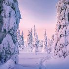 Im Riisitunturi-Nationalpark bedeckt Schnee Bäume, die wie Skulpturen wirken. Kalender für Januar, Tage in Reihen. Logo unten: GEO.