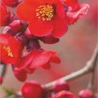 03 DUMONT'S Gärten 2027. Nahaufnahme von roten Blüten an Zweigen, mit verschwommenem Hintergrund.