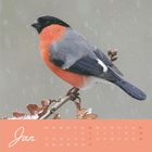 Jan, Kalendertage für Januar. Ein bunt gefiederter Vogel sitzt auf einem Ast im Schnee.
