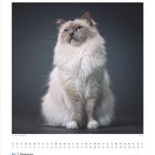 01 | Januar. Rasse Katze - Name: Paddington. Ein flauschiger Hellbraun-weißer Kater sitzt elegant vor grauem Hintergrund.