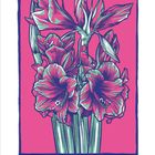 Große, bunte Amaryllisblüten in kräftigem Pink und Grün vor einem rosa Hintergrund. Unten ist eine Monatskalenderleiste.