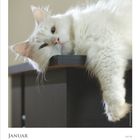 Kalendertext: Januar, 25 Montag bis 31 Sonntag. Eine flauschige weiße Katze liegt entspannt auf einem dunklen Tisch.