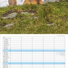 Kalender für Februar in vier Sprachen, oben Murmeltiere und ein Vogel vor einem Berg.