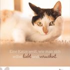 Text: "Eine Katze weiß, wie man sich selbst liebt und verwöhnt." Ein Kalender mit einer Katze im Vordergrund für Mai.