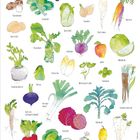 "Januar" steht oben. Illustrationen von Gemüse und Obst mit Namen wie Grünkohl, Karotte, Apfel und mehr.