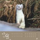 Text: "Feb Mo Di Mi Do Fr Sa So". Ein Hermelin schaut aus einem Erdloch, umgeben von vertrocknetem Gras und Schnee.