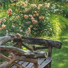 Englische Strauchrose vor Holzbank und Bäumen. Kalenderseite mit Mai-Datum. DUMONT-Logo unten.