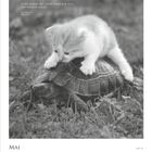 Zitat von Leo Tolstoi über Geduld. Kätzchen sitzt auf einer Schildkröte. Kalender: Mai, Woche 19, Tage 4-10.