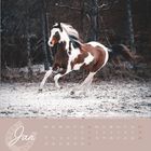 „Jan“, Kalender mit Pferdemotiv. Ein braun-weißes Pferd galoppiert im verschneiten Wald.