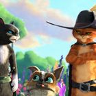 Illustration: Drei Tiere in Kleidung stehen in einem bunten Blumenfeld, darunter zwei Katzen und ein kleiner Hund.