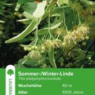 "Sommer-/Winter-Linde, Wuchshöhe 40 m, Alter 1000 Jahre" vor grünem Hintergrund mit Blättern und Blüten.