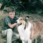 Ein Junge in kariertem Hemd kniet im Gras neben einem Collie-Hund, während er ihn umarmt. Hintergrund: Bäume und Wiese.