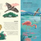 NIGHTJARS, KĀKĀPŌS, WAVED ALBATROSSES, LESSER FLAMINGOS. Illustrationen von Vögeln, Landschaften und Eiern.
