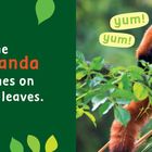"The red panda munches on green leaves." Ein roter Panda knabbert Blätter auf einem Baum, mit "yum! yum!"-Text.