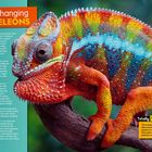 "Colour-changing Chameleons", "Totally WEIRD!", "Chameleons have lots of curious characteristics." Ein Chamäleon in leuchtenden Farben auf einem Zweig.