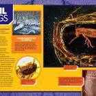 "FOSSIL BUGS" ist der Titel. Verschiedene fossile Insekten werden beschrieben, u.a. eine Heuschrecke in Bernstein.