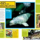 SENSES AND COMMUNICATION. Beschreibungen von Sinneswahrnehmungen von Tieren wie Beluga-Wal, Hund und Elefant.