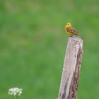 Ein gelber Vogel sitzt singend auf einem verwitterten Holzbalken vor unscharfem, grünem Hintergrund und weißen Blumen.
