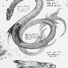 "Sea Serpent", handschriftliche Anmerkungen zur Größe und Eigenschaften. Zeichnung einer schlangenähnlichen Kreatur mit Drachenkopf.