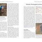 Mimidae: Mockingbirds and thrashers. Tabelle 21 zeigt Artenanzahl und Aufzeichnungen. Links Vogelbild und Text zur Verbreitung.