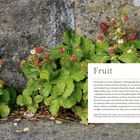 "Fruit. Fruit plants are the stalwarts of forage gardens..." zeigt wilde Erdbeeren vor einer Steinmauer, umgeben von grünen Blättern.