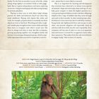 Text: "CHIMPANZEE" "Pan troglodytes". Bild: Ein junger Schimpanse spielt im grünen Gras.