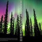 Schlanke Fichten gegen Aurora Borealis in Alaskas Brooks Range, psychedelisch grün und violett, Sternenhimmel darüber.