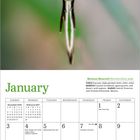 Mexican Sheartail, January, Kalender. Foto eines Kolibris in der Luft mit grünem Kopf und pinkem Hals.
