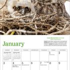 Oben: "Great Horned Owl with chick" und "Bubo virginianus". Unten: Monatskalender Januar. Zwei Eulen in einem Nest aus Ästen.
