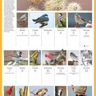 February 2027 Kalenderseite mit Vogelbildern. Oben Cactus Wren. Wochentage und Monatsdaten darunter, dekoriert mit Vögeln.