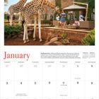 "January" steht in großen Buchstaben. Giraffen vor einem Herrenhaus, Menschen auf einer Terrasse. Kalenderdarstellung unten.