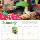 Kalender "January 2027", ein Zweifingerfaultier in einem Korb blickt freundlich und knabbert an einem grünen Blatt.