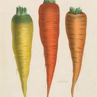 "Drei Karottenarten: gelb, rot und blassrot. Oben: 'Plantes alimentaires et fourragères'. Illustration."