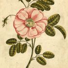 "La Rose Yeononie" steht unter einer botanischen Illustration einer rosa Blume mit grünen, gezackten Blättern.