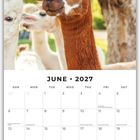 „JUNE 2027“ steht über einem Kalender mit Sonntagen bis Samstagen. Ein Lama schaut in die Kamera, Bäume im Hintergrund.