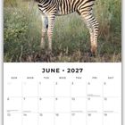 Juni 2027 Kalender mit Zebra im Gras. Feiertage wie Schawuot und Juneteenth sind markiert.