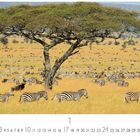 Text: „Grasende Zebraherde“. Im Vordergrund Zebras auf einer weiten, goldenen Savanne mit einem großen Baum.