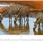 „Zebras am Wasserloch“ steht links unten. Drei Zebras trinken aus einem Wasserloch und spiegeln sich im Wasser.