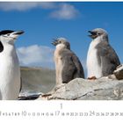 "1" über einer Monatskalenderansicht. Drei Pinguine stehen auf Felsen, zwei sind flauschige Küken.