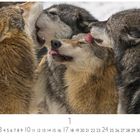 Oben: VIER WÖLFE, küssend. Unten: Kalendertage 1-31, Januar. Unten links: CASAES EDITION.