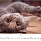 Der Text darunter zählt von 1 bis 31, darüber eine liegende graue Katze mit großen Augen und ausgestreckter Pfote.