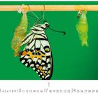 Zahlen 1 bis 31, großer Schmetterling an Holzstange, umgeben von Puppen, grüner Hintergrund.