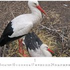 Zwei Störche im Nest aus Zweigen und Stroh. Monatszahlen darunter.