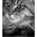 Texte: "CASARES EDITION", Monatskalender mit Zahlen 1-31. Nahaufnahme einer getigerten Katze mit intensiven Augen.